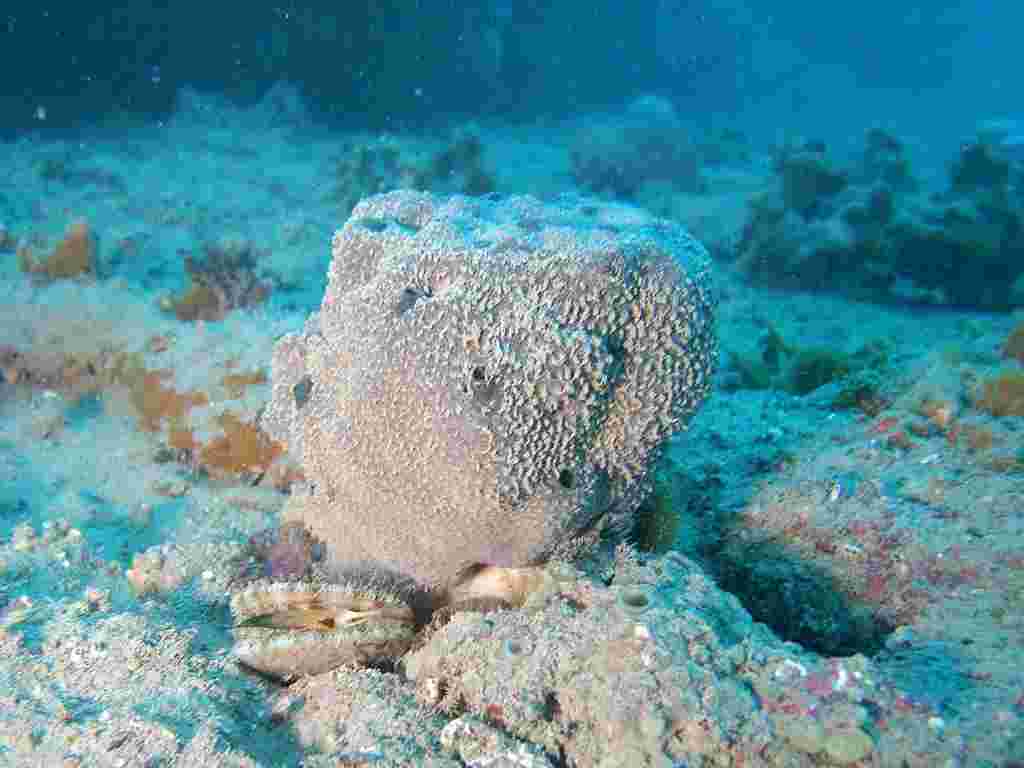 Spongia sp.